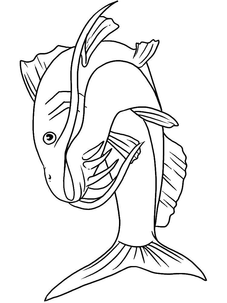 Название: Раскраска Сом.. Категория: рыбы. Теги: Подводный мир, рыба.