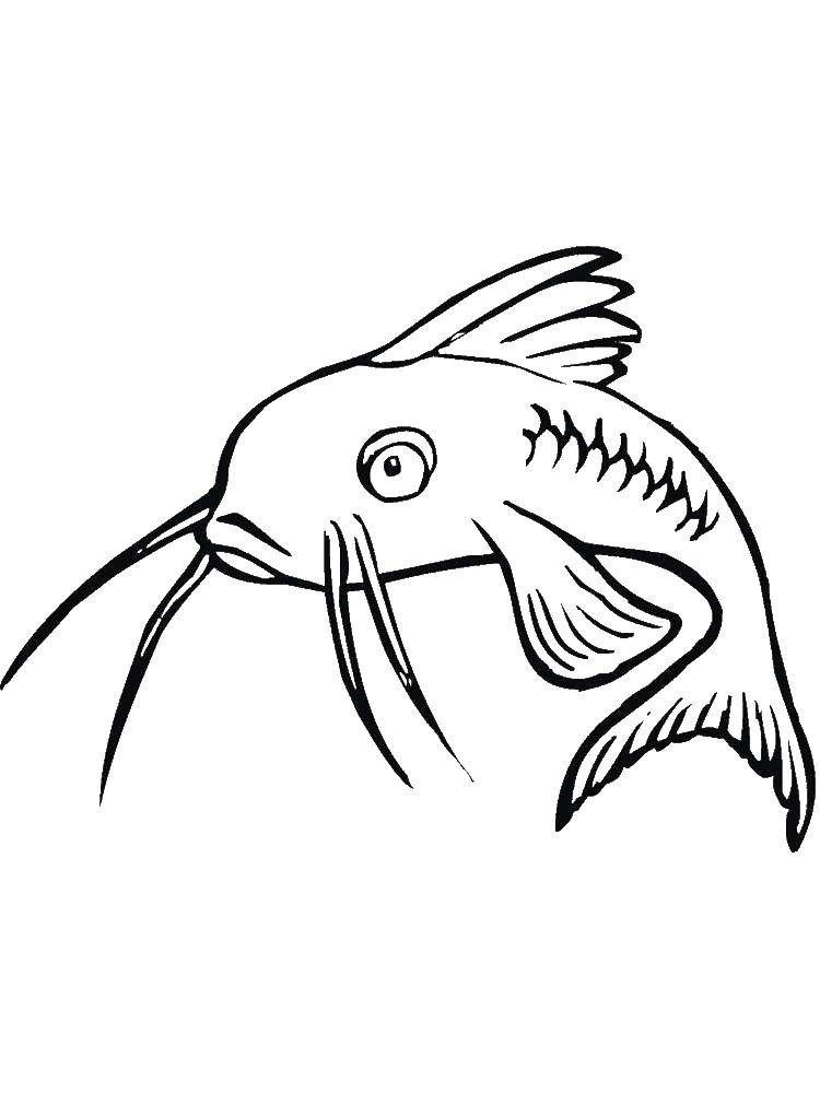Название: Раскраска Удивленный сом. Категория: рыбы. Теги: Подводный мир, рыба.