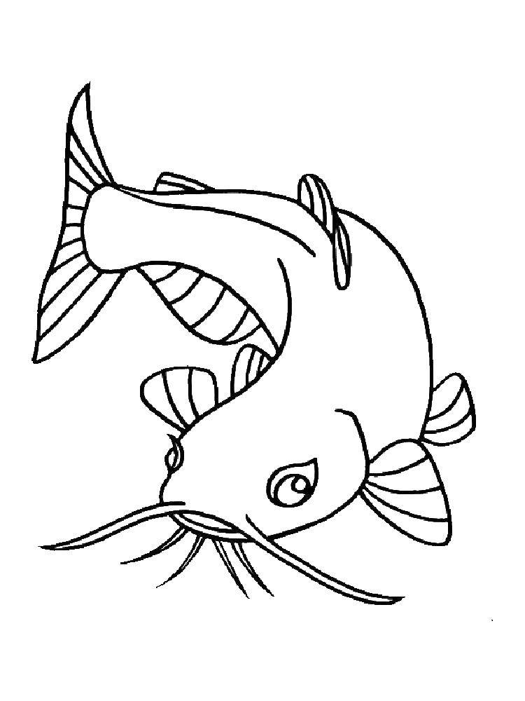 Название: Раскраска Усатый сом. Категория: рыбы. Теги: Подводный мир, рыба.