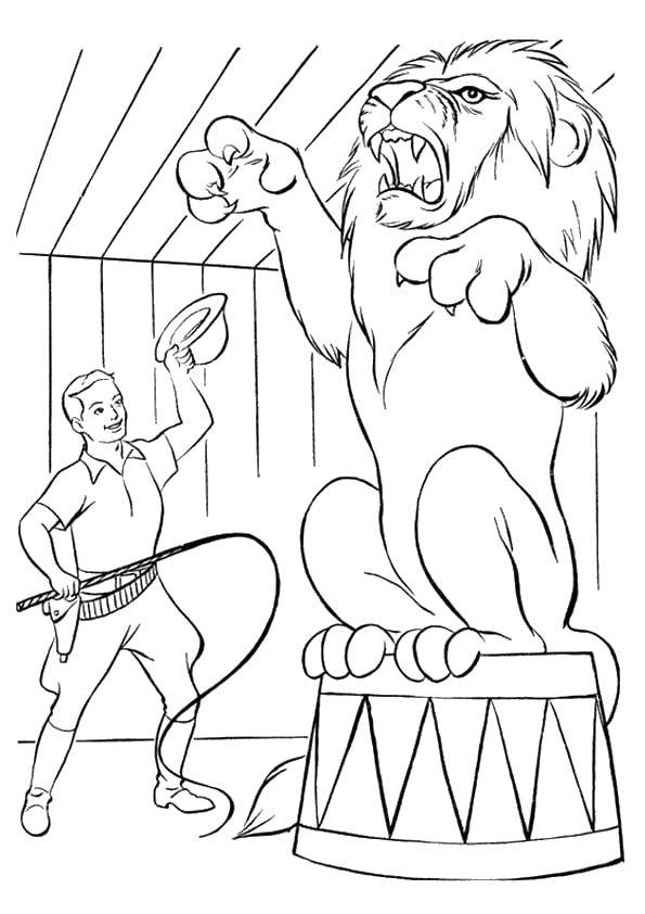 Coloring The training lion. Category circus. Tags:  circus.