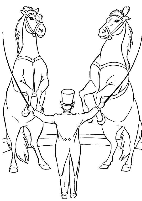 Розмальовки  Дресирувальник і 2 коня. Завантажити розмальовку цирк, коні, дресирувальник.  Роздрукувати ,цирк,