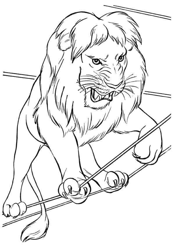 Coloring Lion juggler. Category circus. Tags:  circus.