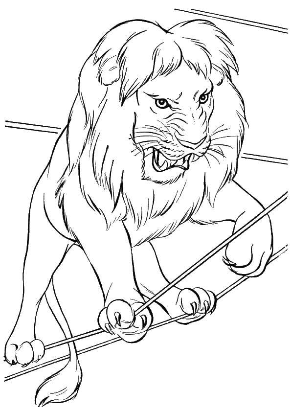 Coloring Leo. Category circus. Tags:  circus animals, a lion.