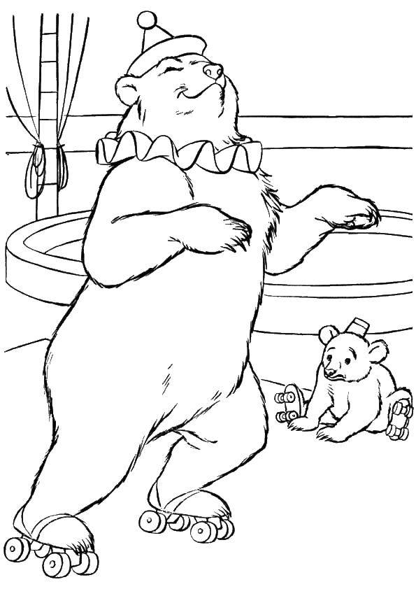 Coloring Bears on roller skates. Category circus. Tags:  circus animals, bears, videos.