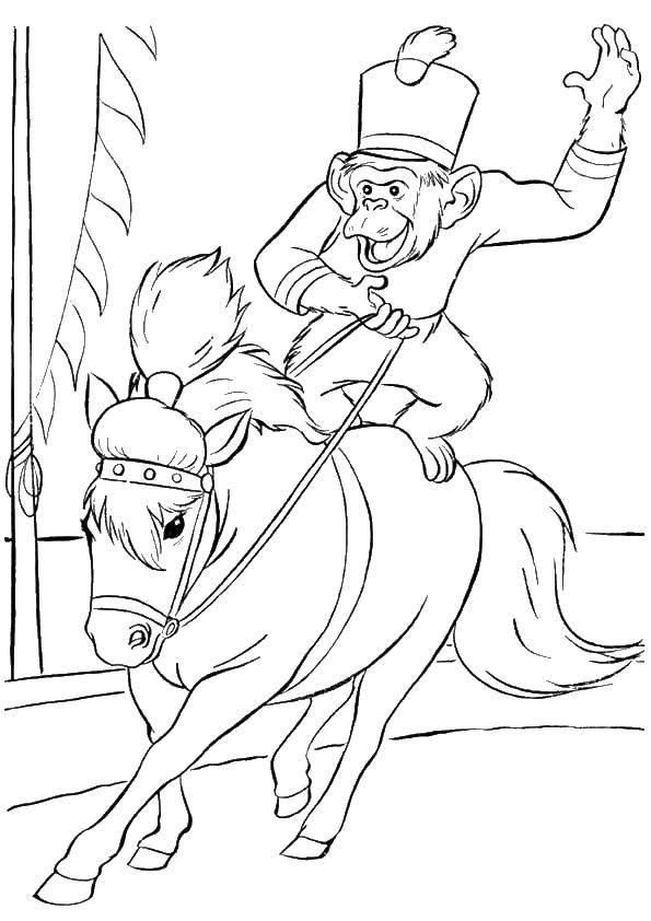 Coloring Monkey on a pony. Category circus. Tags:  circus, monkey, pony.