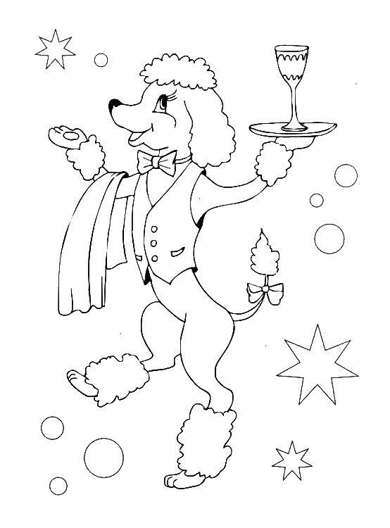 Coloring Poodle artist. Category circus. Tags:  circus.