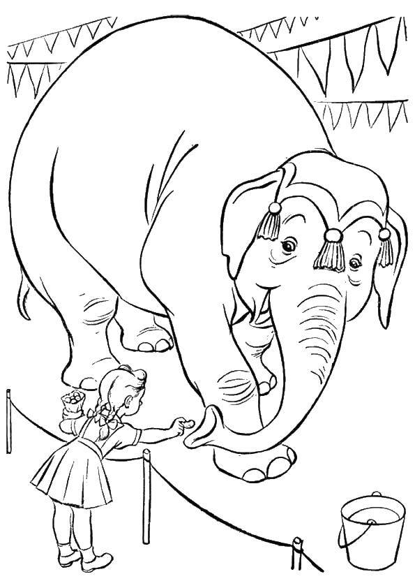 Coloring Elephant and girl. Category circus. Tags:  circus, elephant, girl.