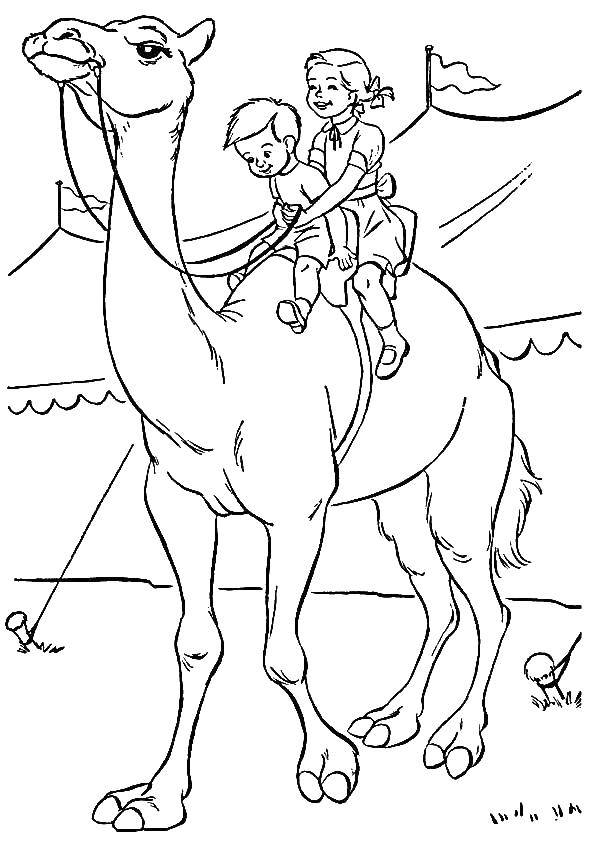 Coloring Circus camel. Category circus. Tags:  circus.