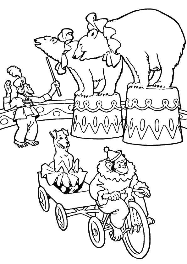 Название: Раскраска Животные в цирке. Категория: цирк. Теги: цирк, животные, мишки, обезьяны, собака.