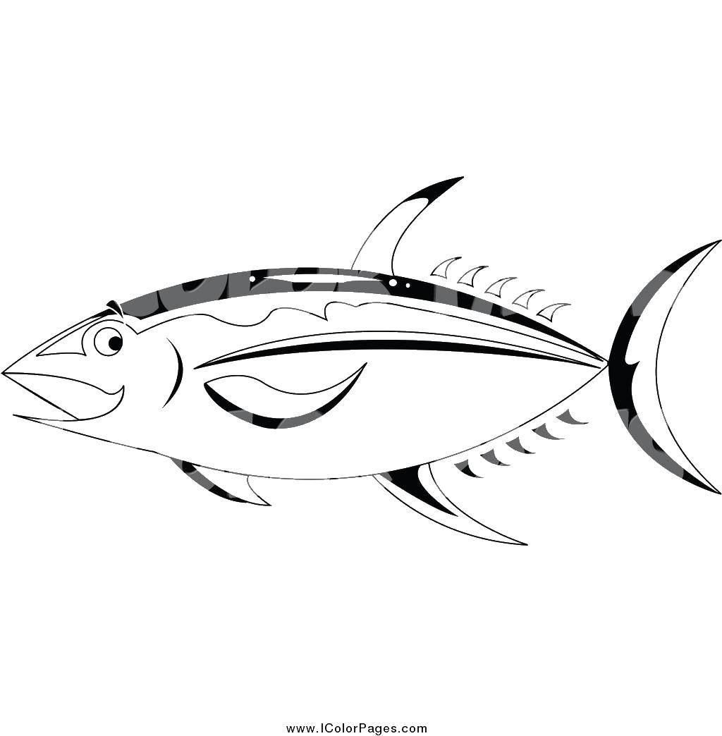 Coloring Fish. Category fish. Tags:  fish, fins.