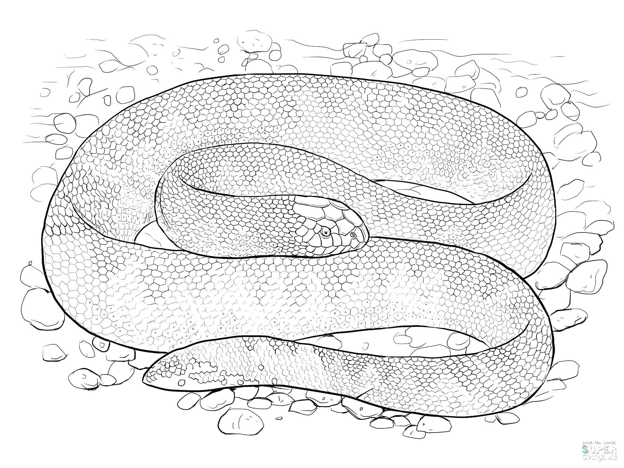 Coloring Snake. Category snake. Tags:  snakes, snake, scales.