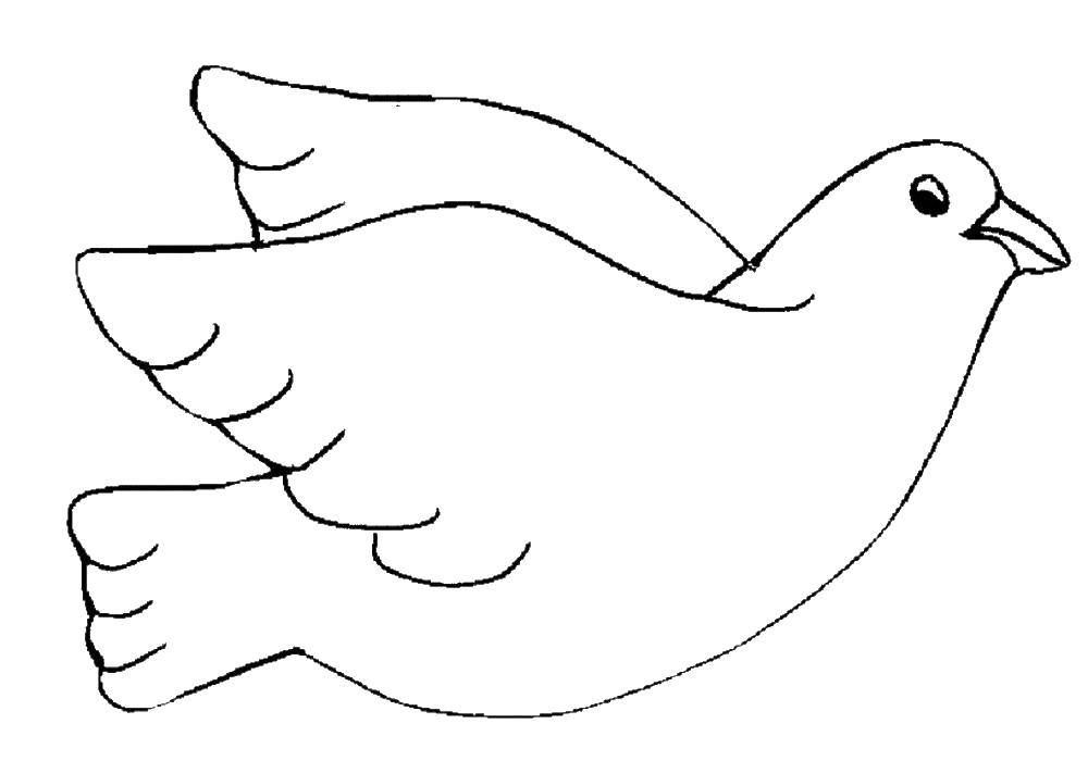 Coloring White dove. Category the dove of peace . Tags:  pigeon, birds, bird.
