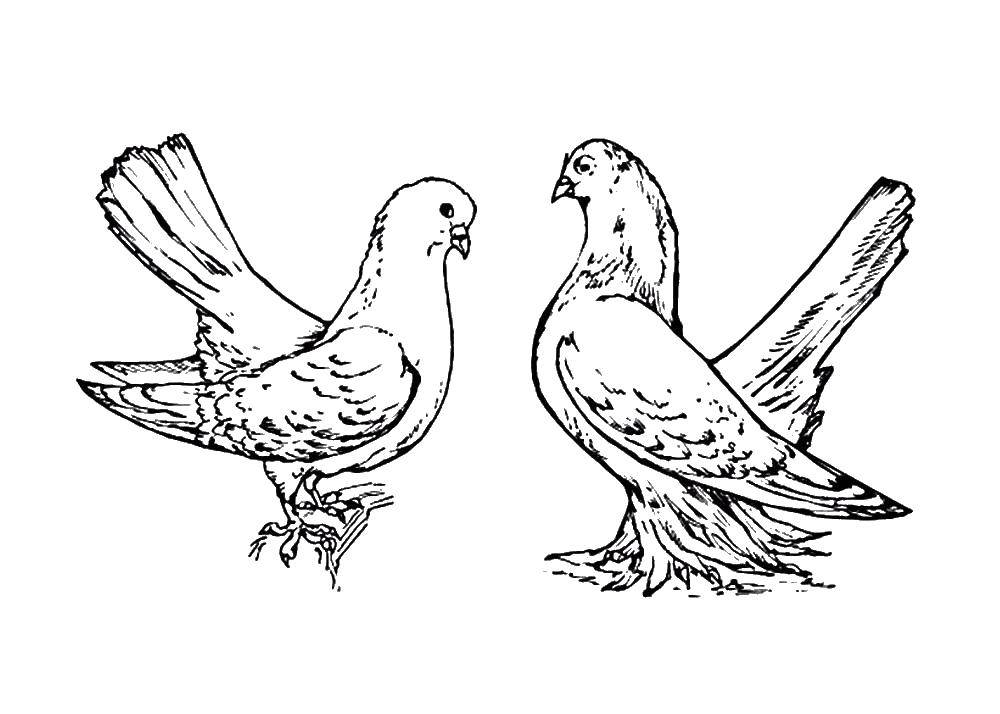 Название: Раскраска Два голубя. Категория: птицы. Теги: голуби, два голубя, птицы.