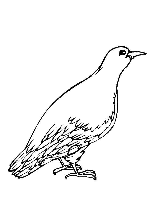 Coloring G olub. Category the dove of peace . Tags:  Birds.