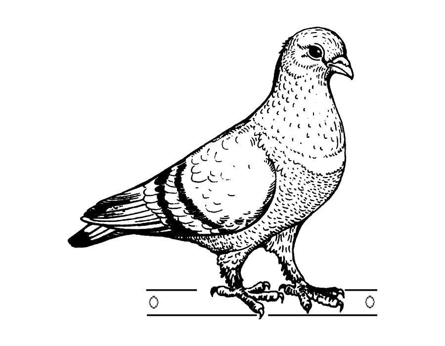 Coloring Pigeon on a perch. Category the dove of peace . Tags:  Birds, dove.
