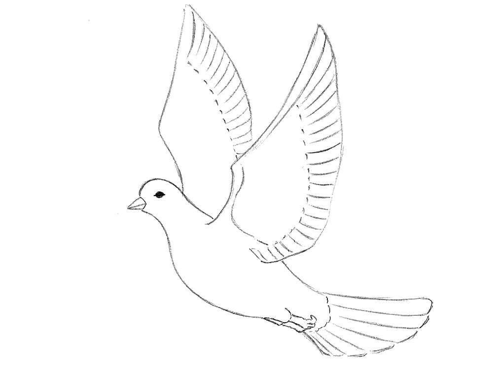 Coloring Dove with beautiful wings. Category the dove of peace . Tags:  Birds.