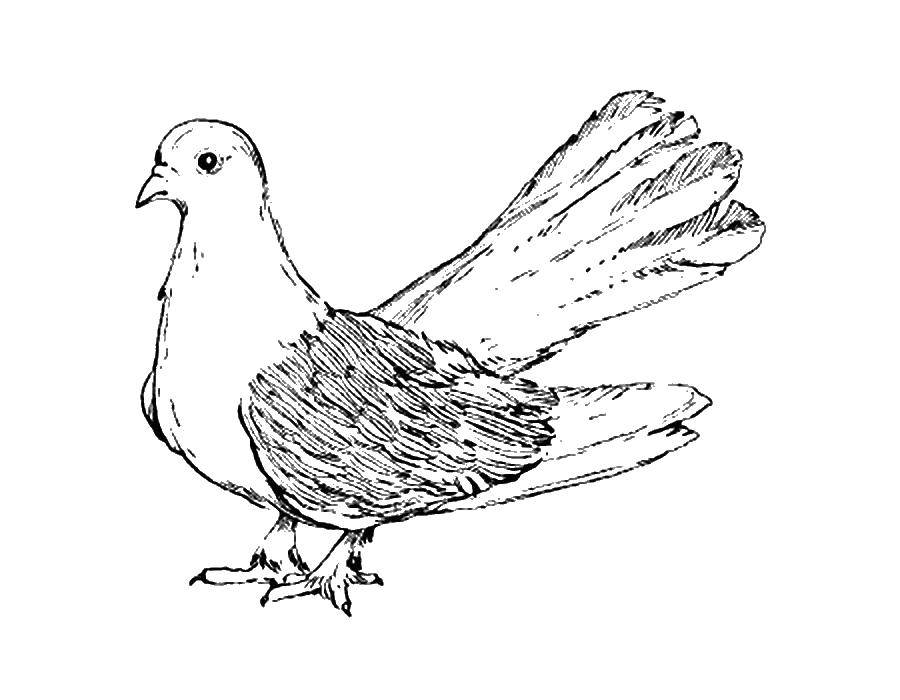 Coloring Dove has a fluffy tail. Category the dove of peace . Tags:  Birds, dove.
