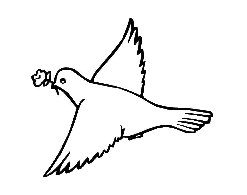 Coloring Dove with a flower .. Category the dove of peace . Tags:  Birds, dove.