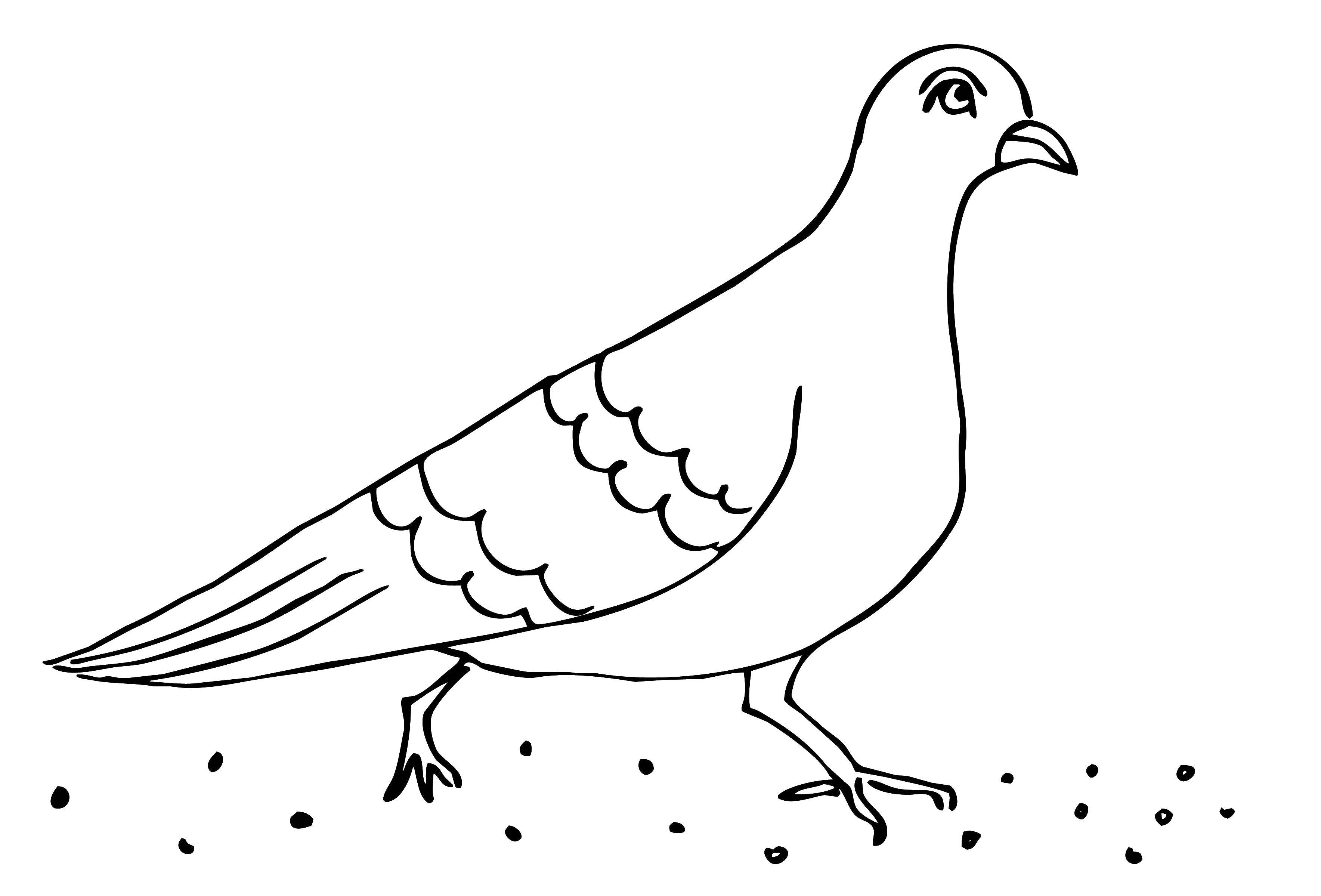 Coloring Pigeon.. Category the dove of peace . Tags:  Birds.