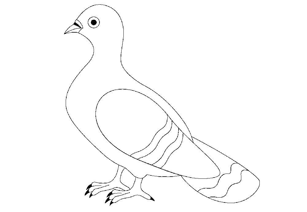 Coloring Dove. Category the dove of peace . Tags:  pigeon, birds, bird, birds.