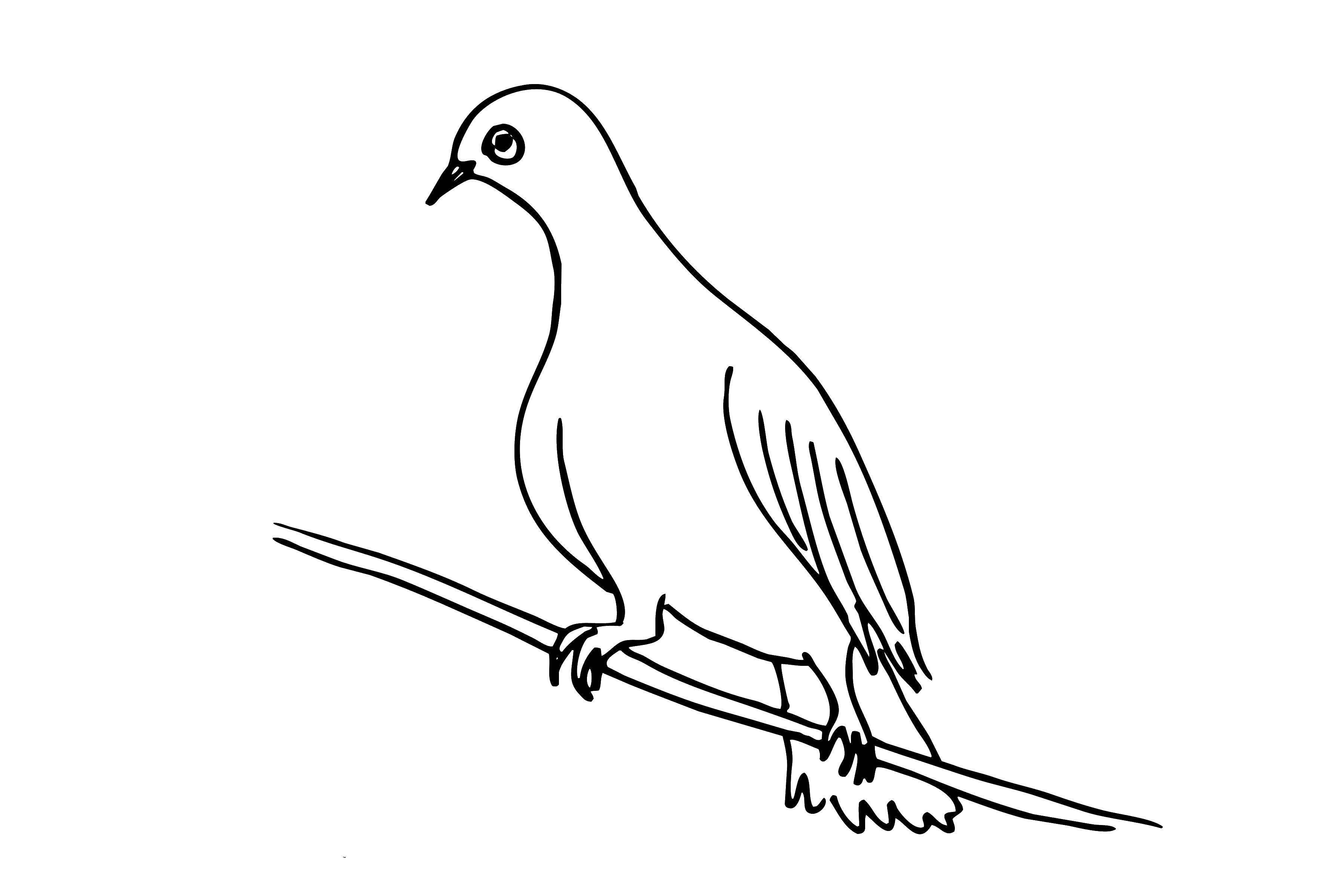 Coloring Lovebirds on a perch. Category birds. Tags:  bird, dove, branch.