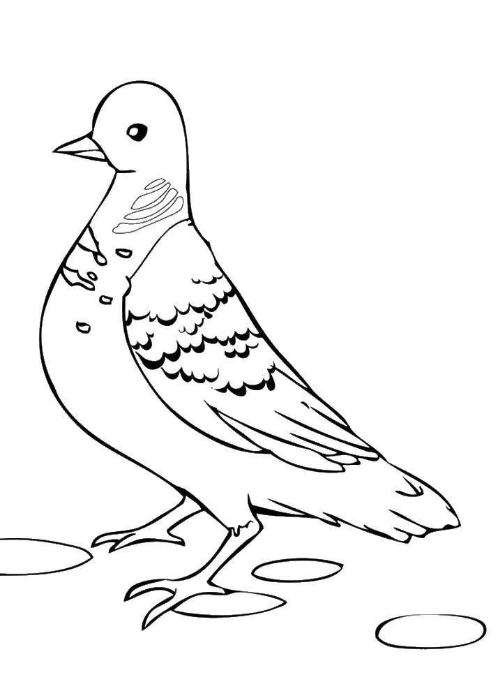 Coloring Dove. Category birds. Tags:  birds, pigeons, dove.