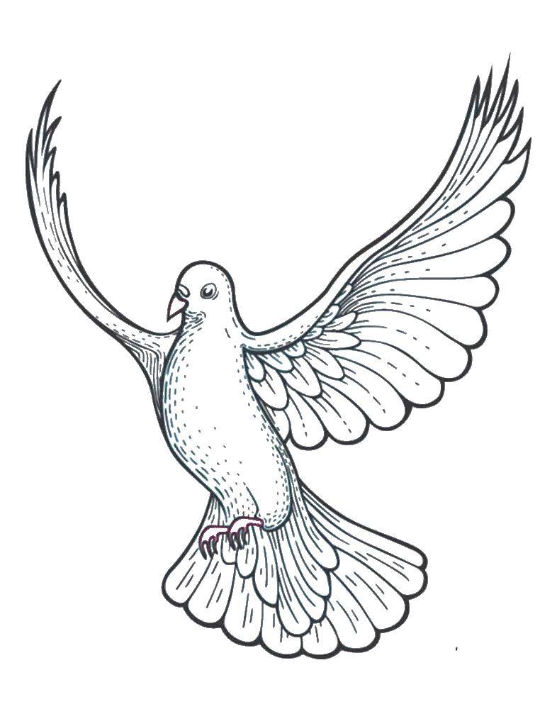 Coloring Beautiful dove. Category the dove of peace . Tags:  Birds.