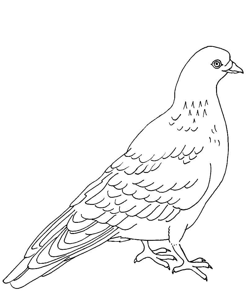 Coloring Bird dove. Category the dove of peace . Tags:  Birds, dove.