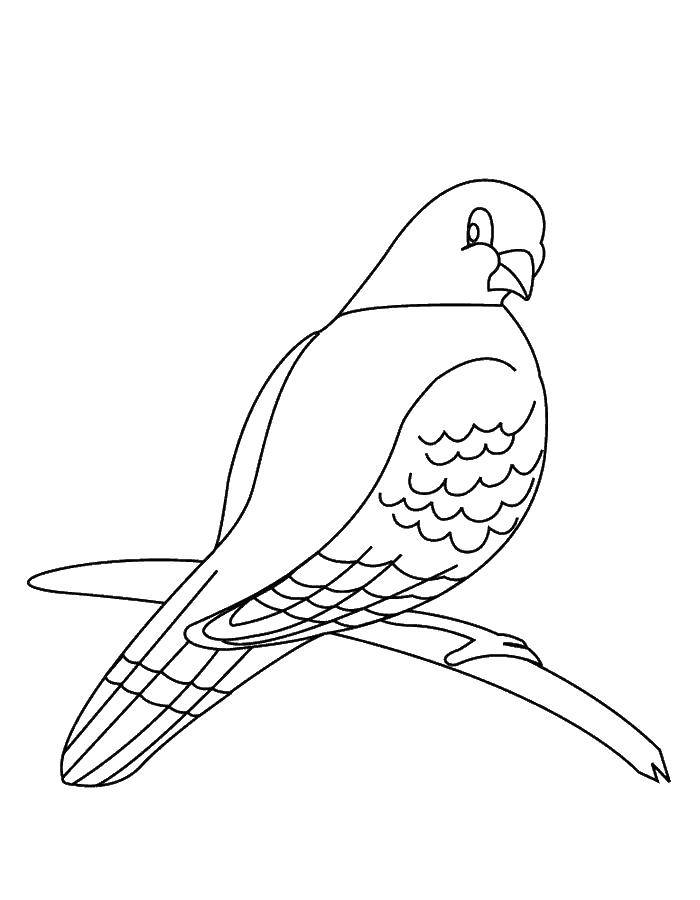 Coloring Bird on a branch. Category birds. Tags:  branch, birds, bird.