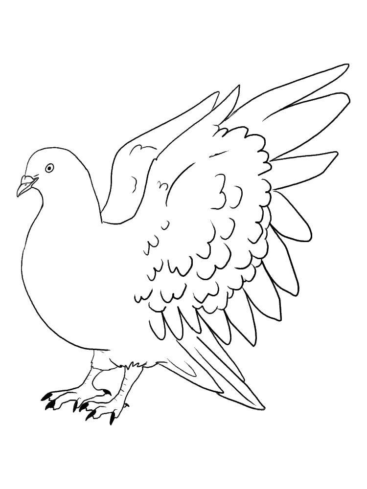 Coloring Fluffy pigeon. Category birds. Tags:  bird, pigeon, feathers.