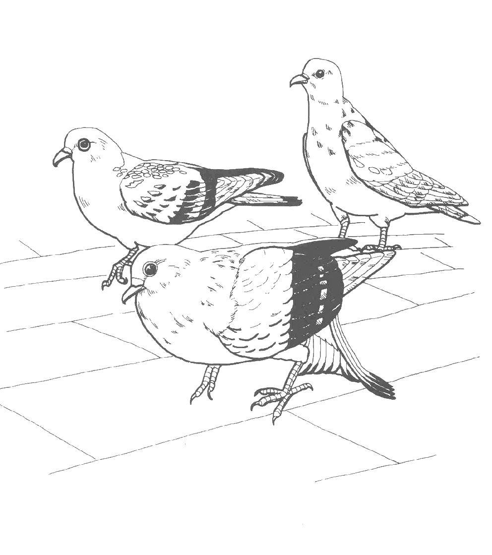 Coloring Three pigeons. Category birds. Tags:  birds, pigeons, wings.