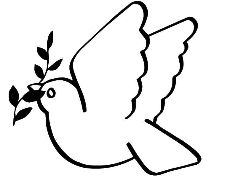 Опис: розмальовки  Гарний голуб з гілочкою. Категорія: голуб миру. Теги:  голуб миру, гілочка, птиці, пташка.
