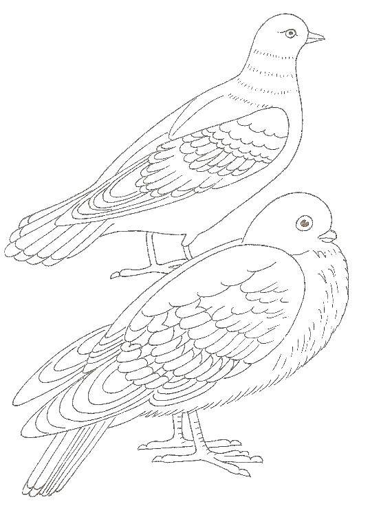Coloring Two pigeons. Category birds. Tags:  poultry, pigeons.