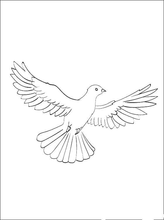 Название: Раскраска Голубь с распахнутыми крыльями. Категория: птицы. Теги: птицы, голубь.