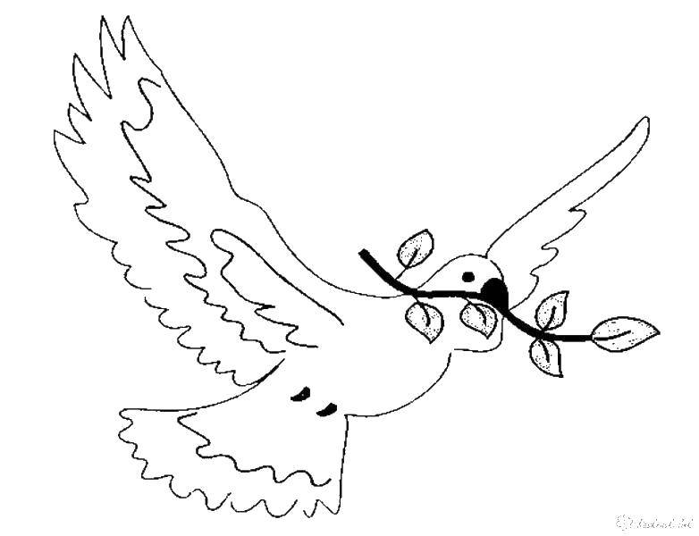 Coloring Dove with twig in beak. Category the dove of peace . Tags:  pigeon, pigeons, twig.