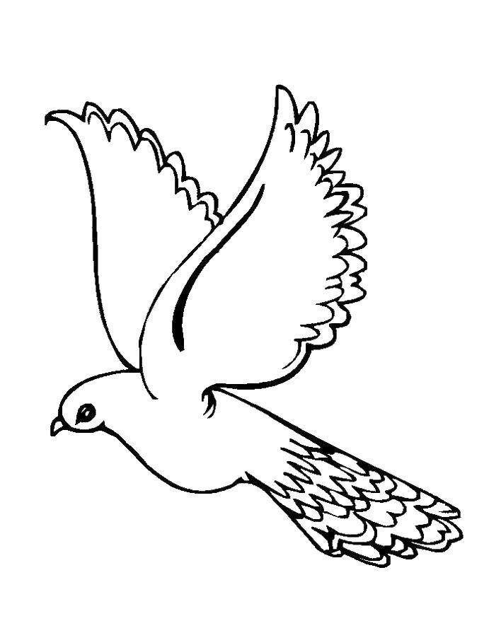 Coloring Dove. Category birds. Tags:  birds, bird, dove, doves.