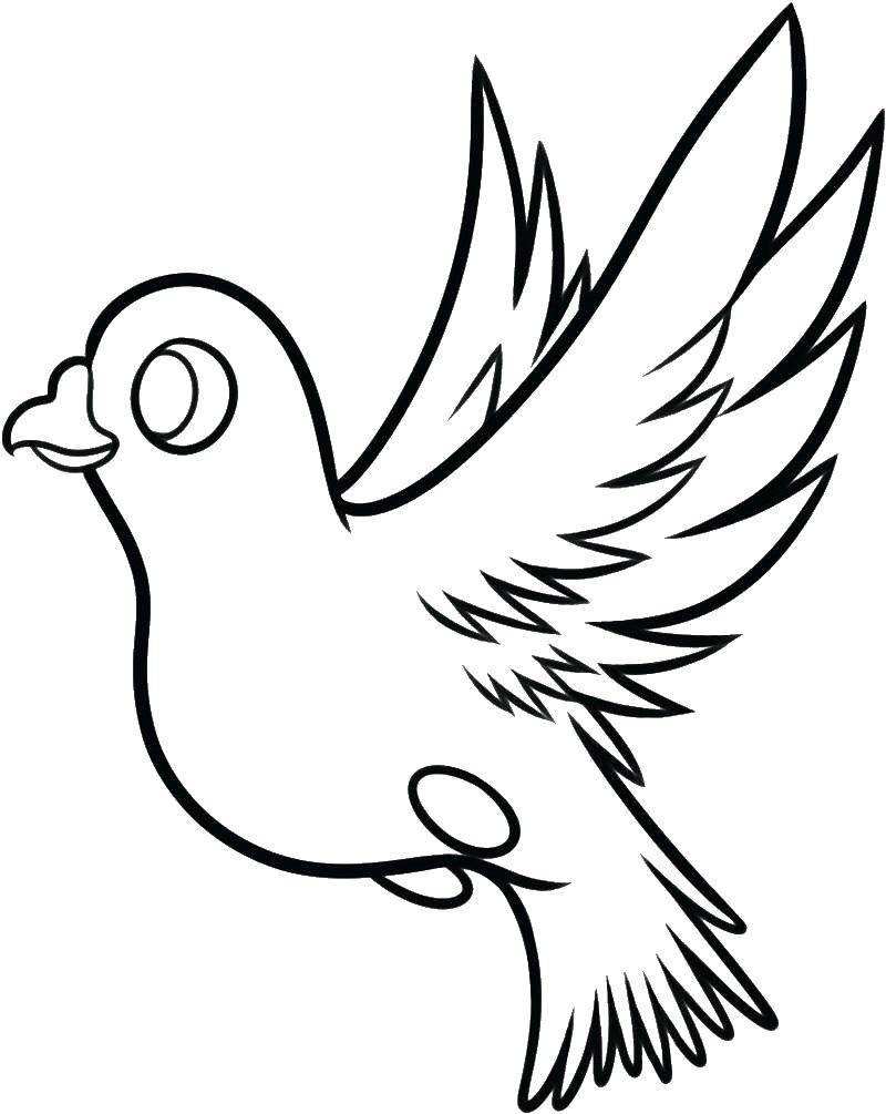 Coloring Dove. Category birds. Tags:  birds, dove, bird, pigeon.