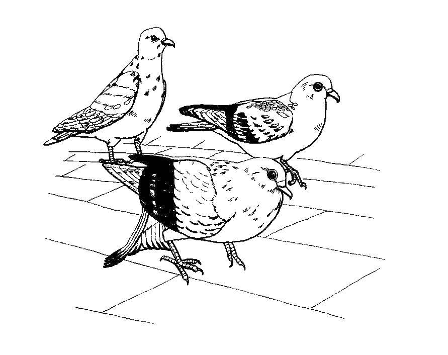 Coloring City pigeons. Category the dove of peace . Tags:  Birds, dove.