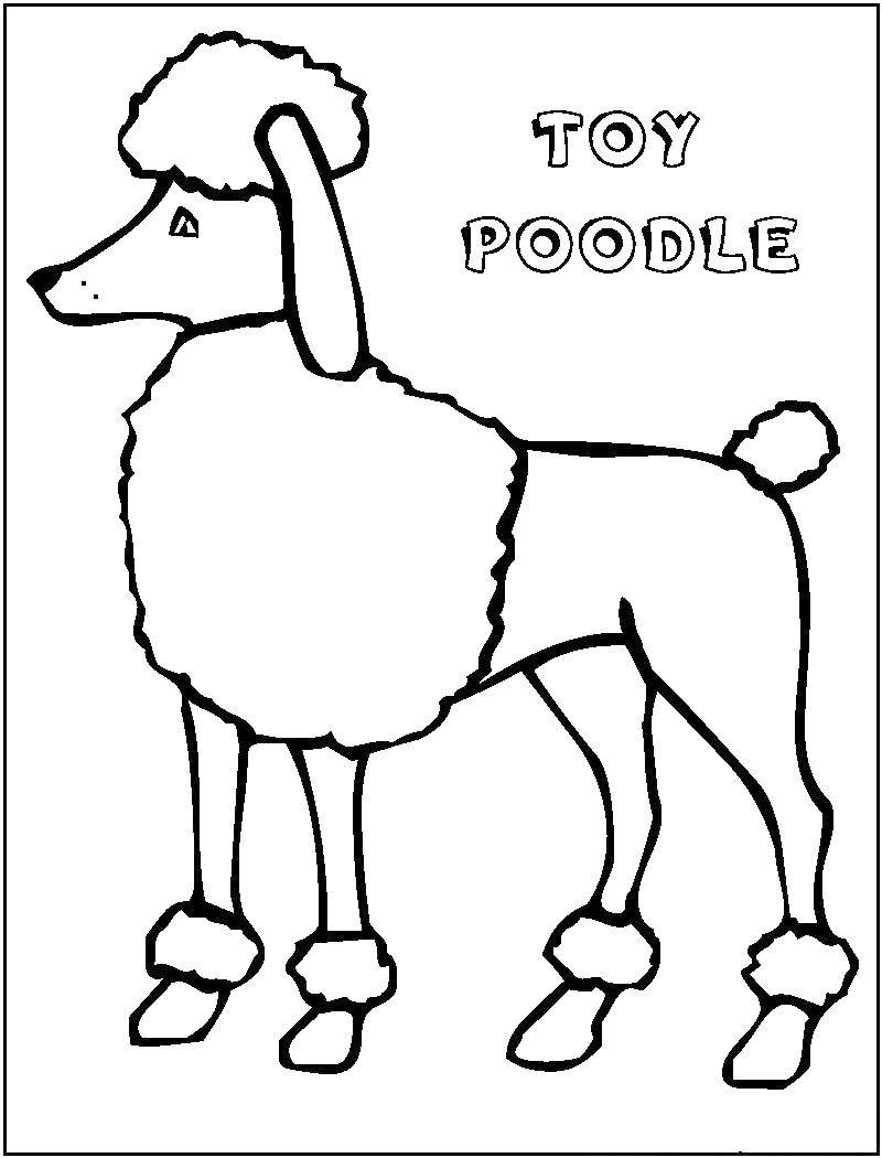 Coloring Toy poodle. Category Animals. Tags:  Animals, dog.