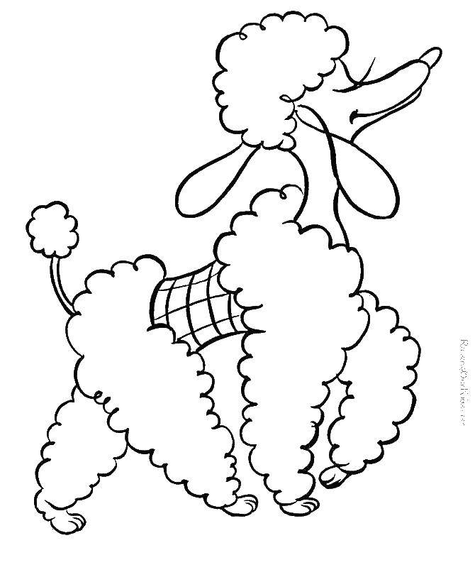 Coloring Curly poodle. Category Animals. Tags:  Animals, dog.
