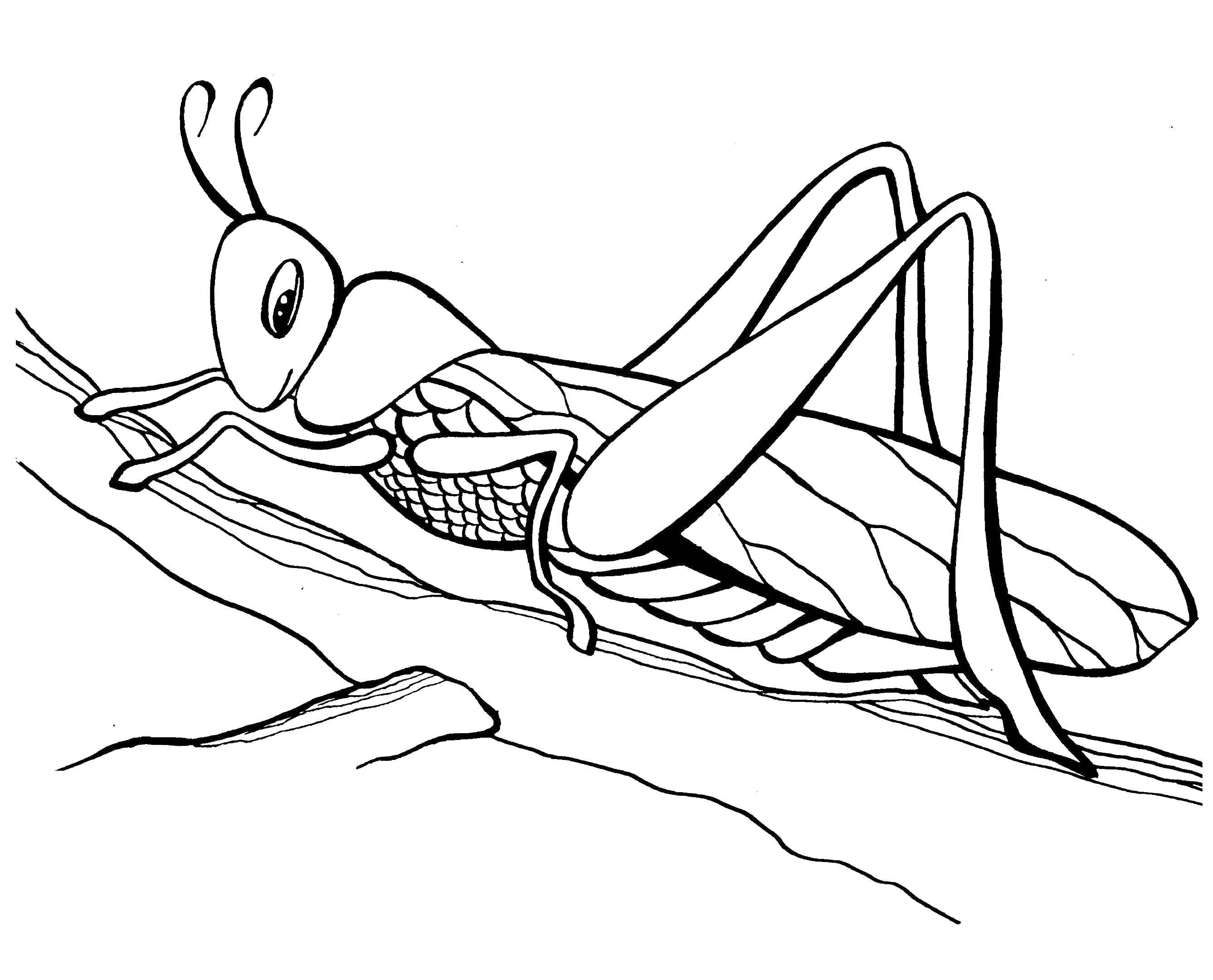 Название: Раскраска Кузнечик на веточке. Категория: Насекомые. Теги: насекомые, кузнечик.