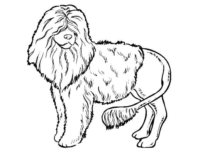 Coloring Shaggy poodle. Category Animals. Tags:  Animals, dog.