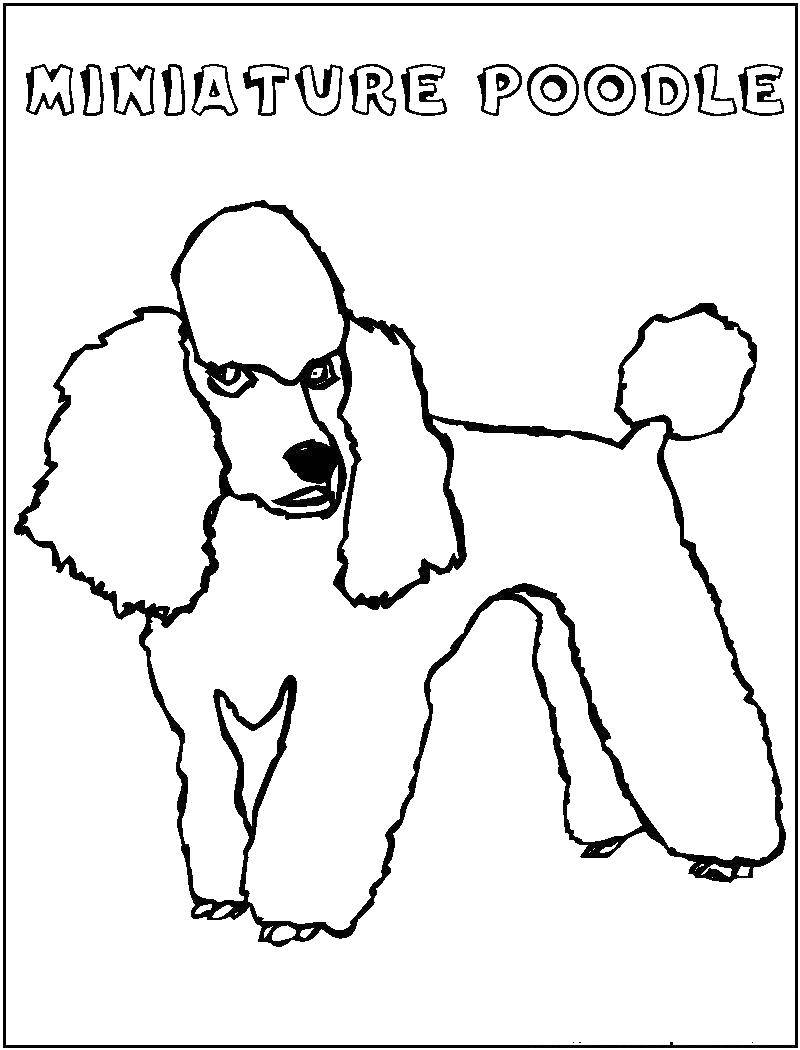 Coloring Miniature poodle. Category Animals. Tags:  Animals, dog.