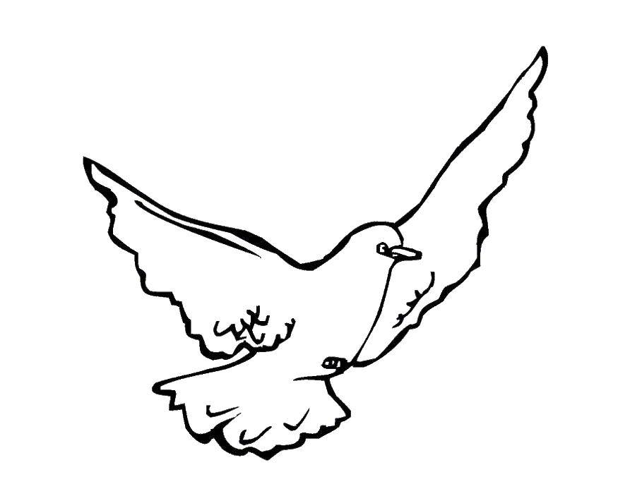 Coloring Bird dove. Category bird. Tags:  birds, bird, pigeon, letter.