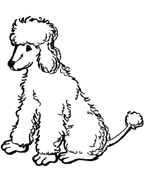 Coloring Fluffy poodle. Category Animals. Tags:  Animals, dog.