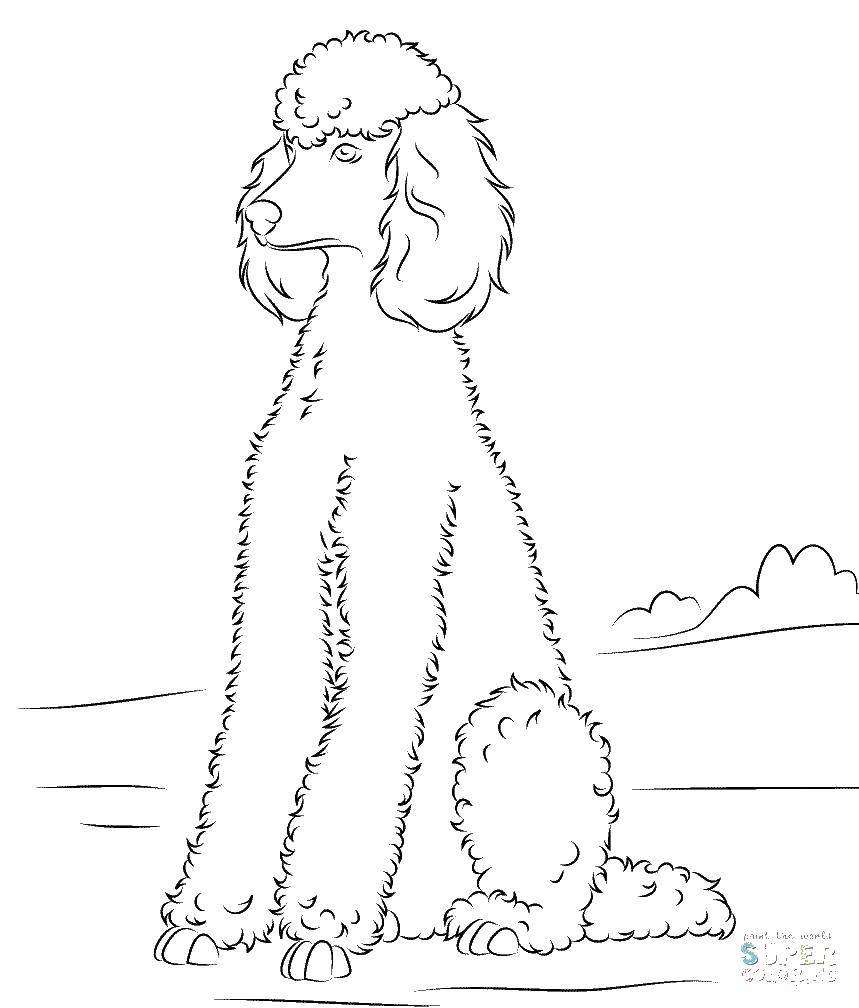 Coloring High poodle. Category Animals. Tags:  Animals, dog.