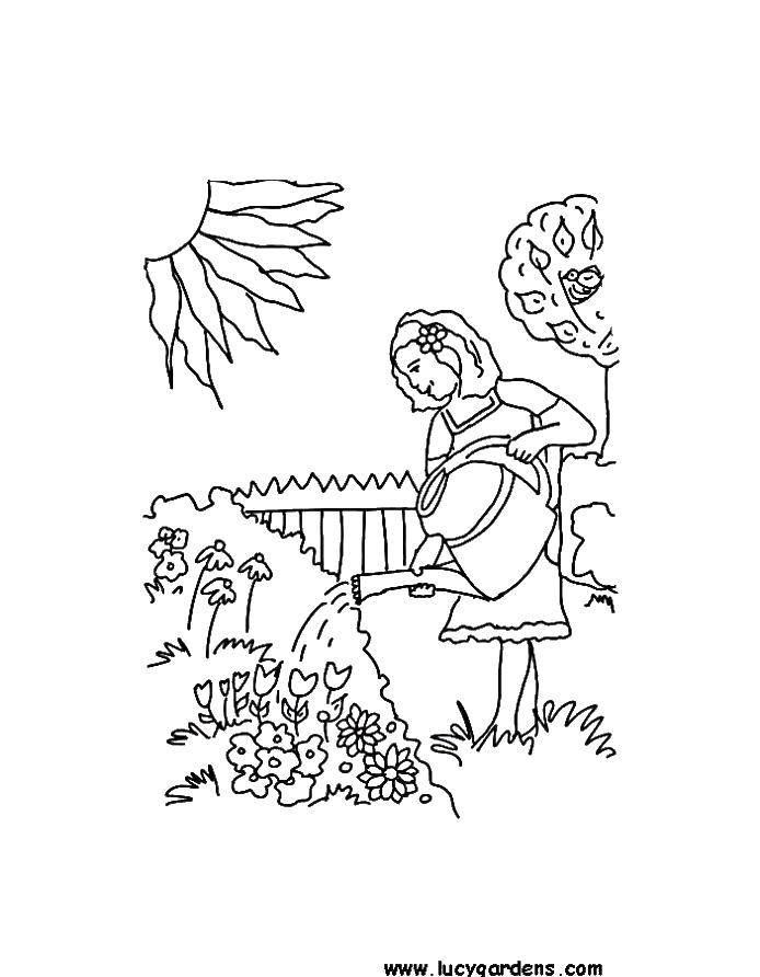 Coloring Watering flowers. Category vegetable garden. Tags:  flowers, irrigation.