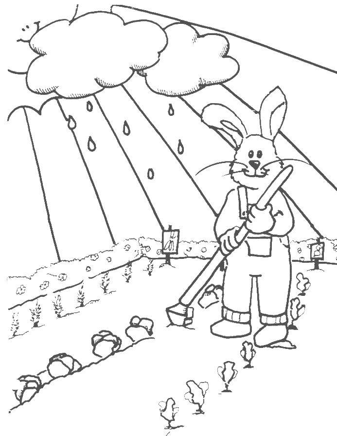 Coloring Bunny in the garden. Category vegetable garden. Tags:  garden, Bunny.