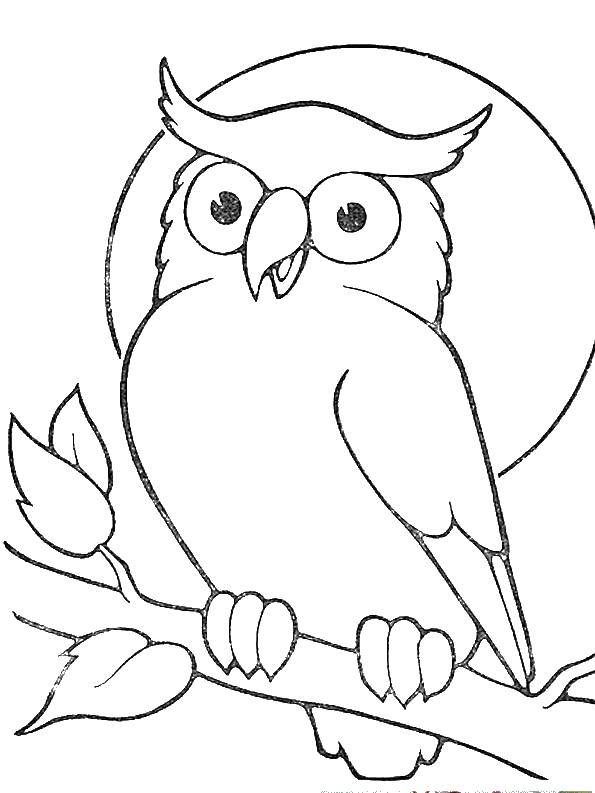 Coloring Owl on a branch. Category The contours for cutting out the birds. Tags:  owl, owl.