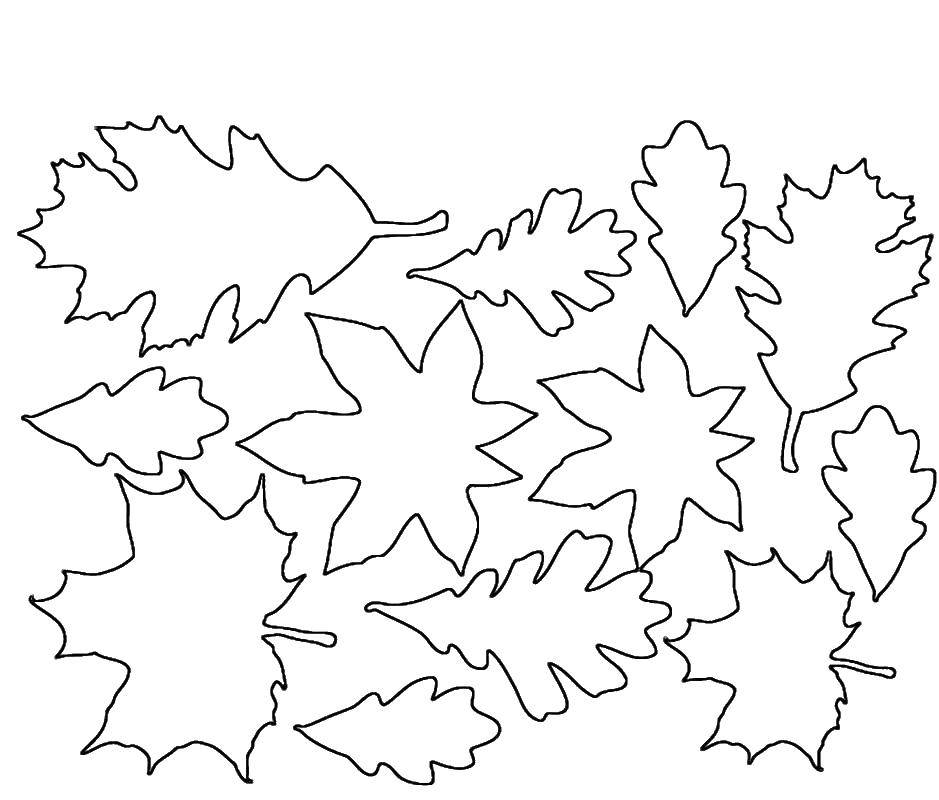 Coloring The contours of the leaves. Category leaves. Tags:  leaves, autumn.